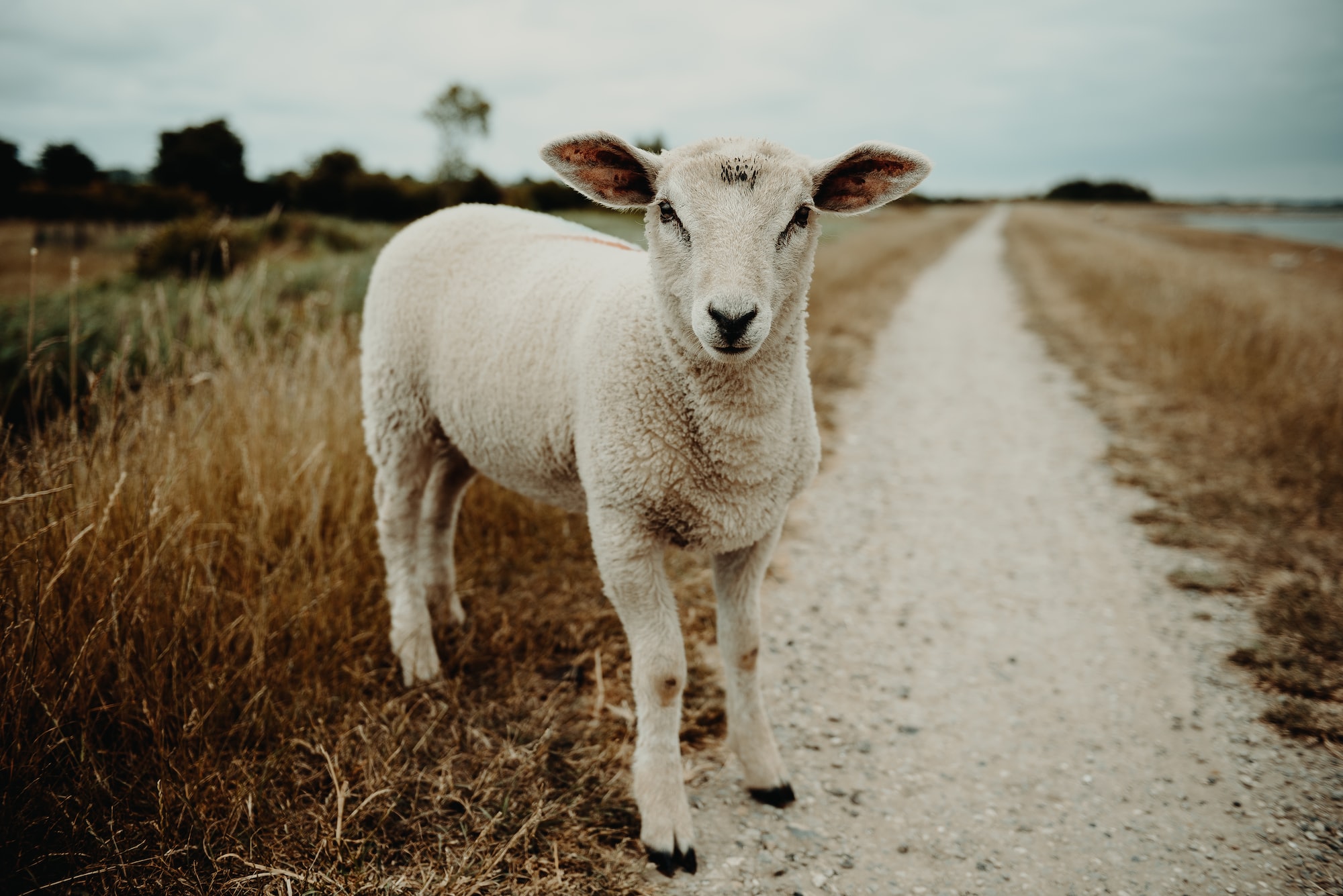 Treatment of dog 2024 bite in sheep