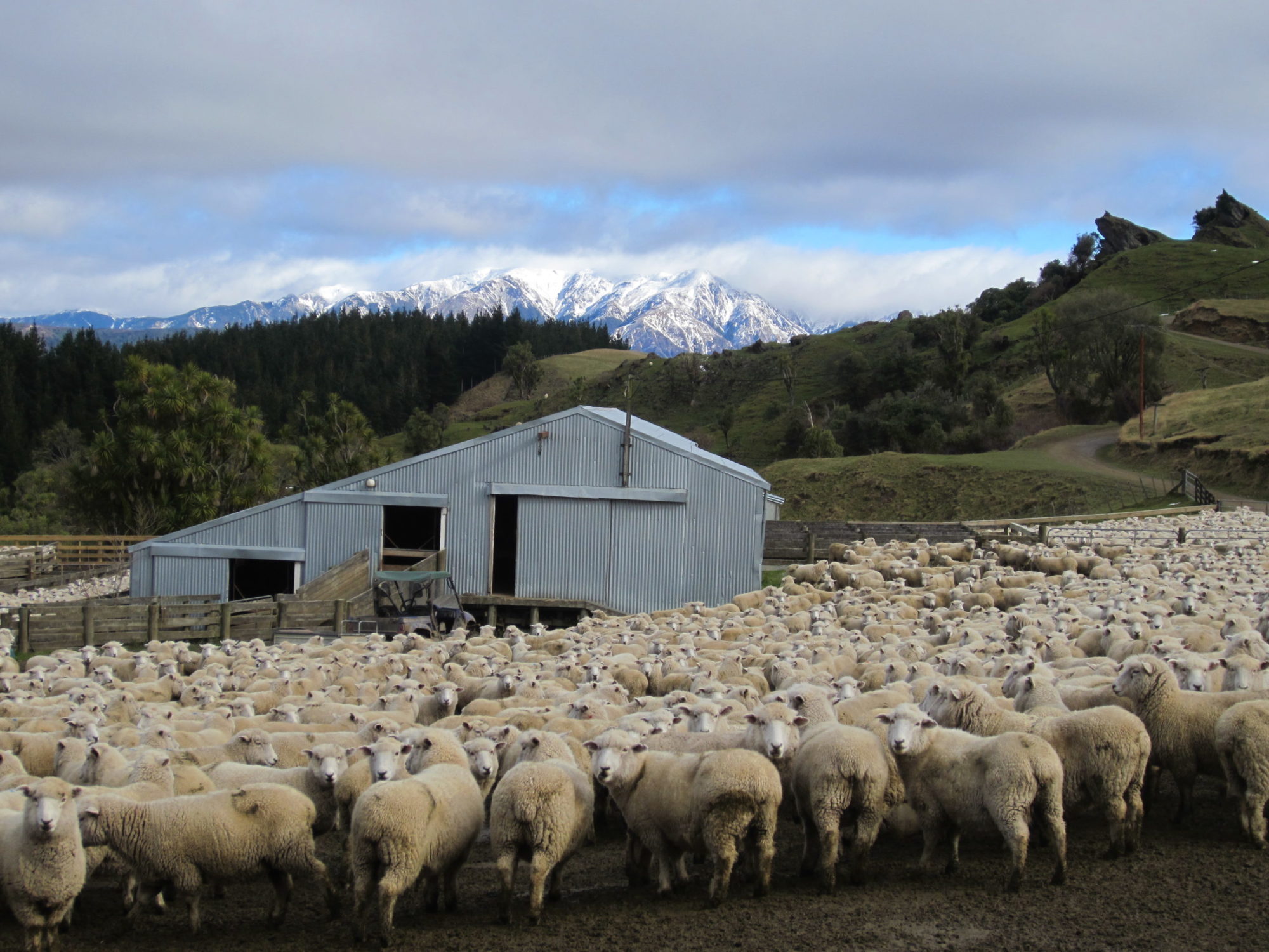 Lice In Sheep Vet Services Hawkes Bay