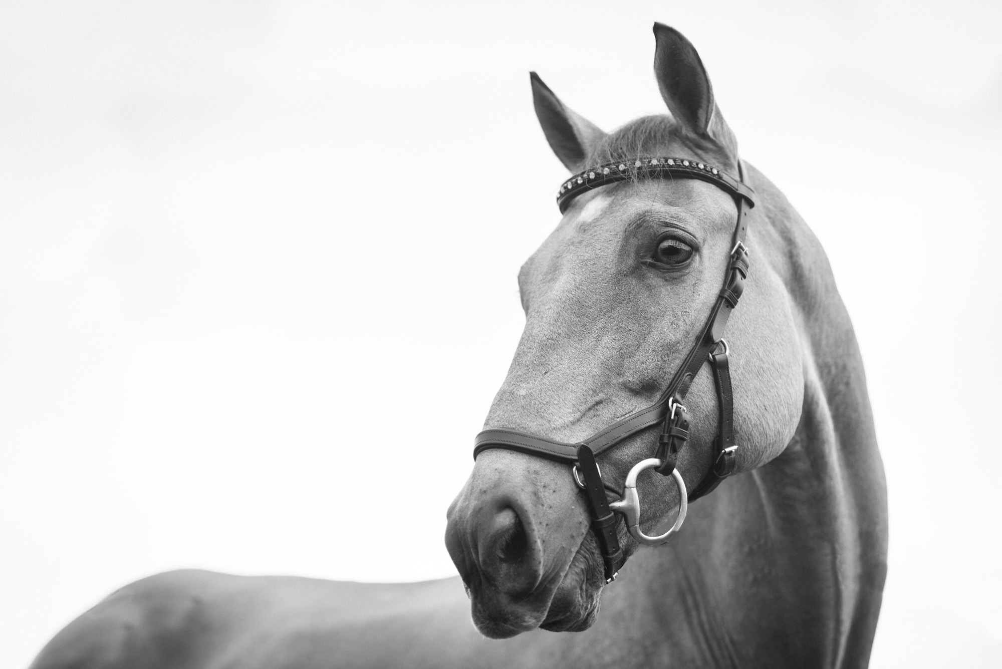 SELENIUM DEFICIENCY IN HORSES Vet Services Hawke's Bay