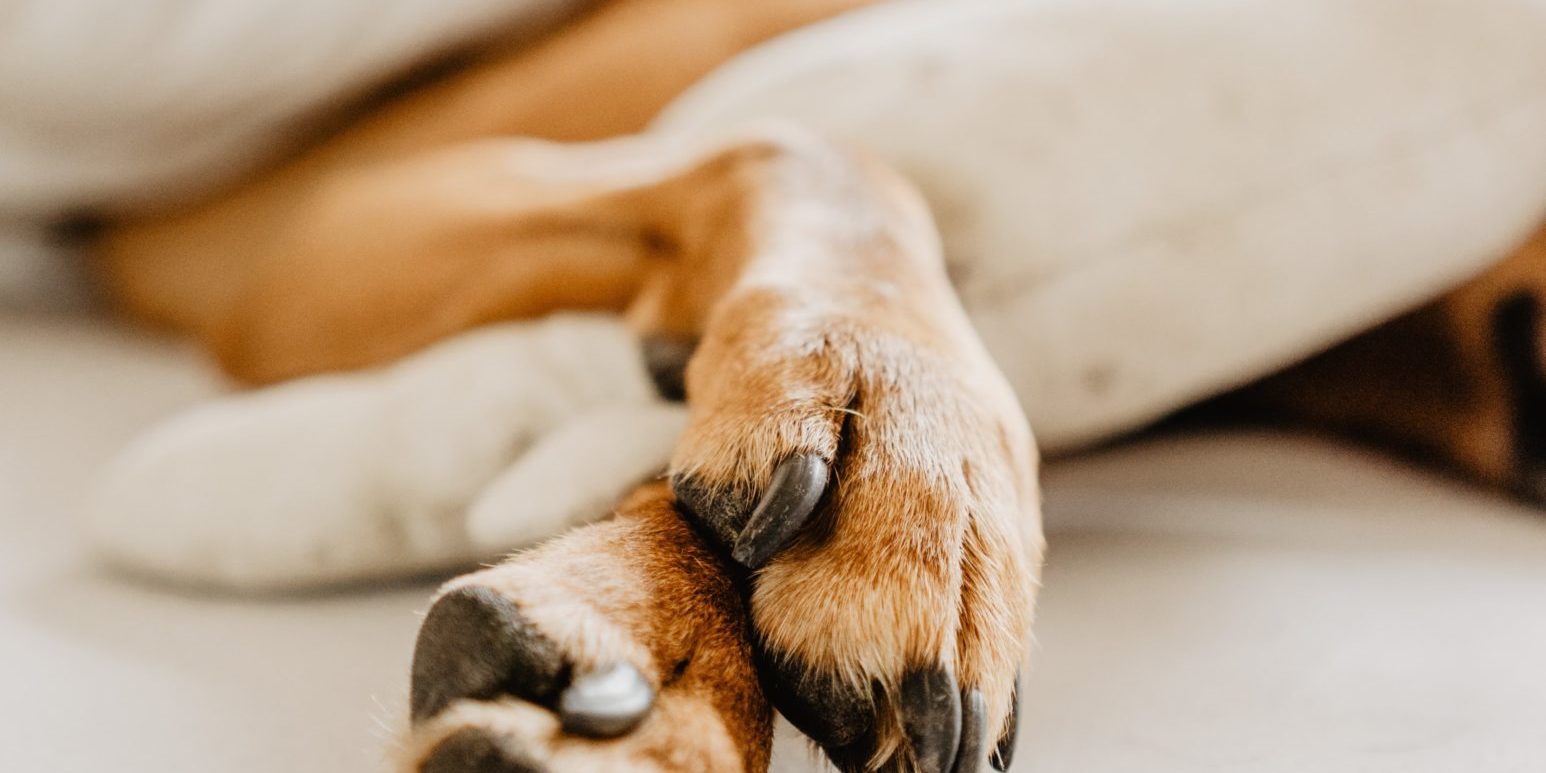 What Should You Do If Your Dog Breaks a Dewclaw?
